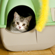 Illustration for article titled How a Cat Poop Parasite Could Help Scientists Beat Cancer